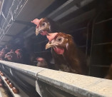 Птицефабрика «Преображенская» выходит на рынок комбикормов с собственной продукцией