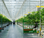 Первые круглогодичные теплицы Ингушетии готовятся к официальному запуску