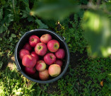 «Новый сад» в Карачаево-Черкесии сохранит рекордный урожай до зимы