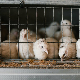 Новый комбикормовый завод на Ставрополье будет выпускать 10 тонн продукции в час