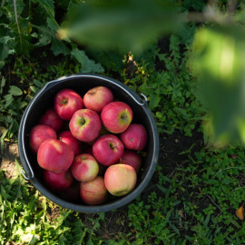 «Новый сад» в Карачаево-Черкесии сохранит рекордный урожай до зимы