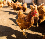 Птицефабрика «Преображенская» увеличит поголовье цыплят летом 2023 года