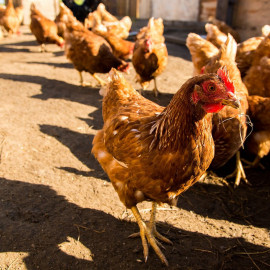 Птицефабрика «Преображенская» увеличит поголовье цыплят летом 2023 года