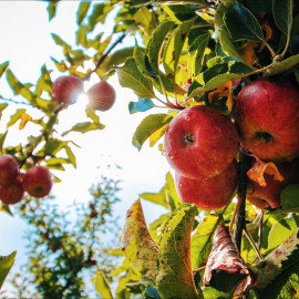 Первый богатый урожай начал приносить инвестпроект по созданию яблоневого сада в Чеченской Республике