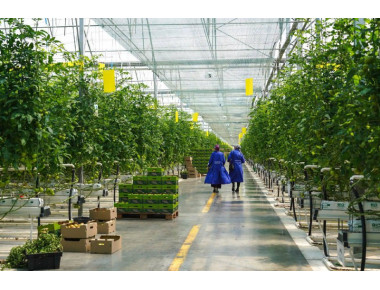 300 тонн томатов собрали овощеводы агрокомплекса «Сунжа» с начала 2023 года
