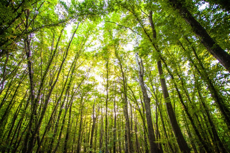 samur-forest.jpg
